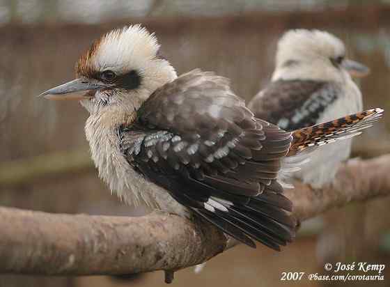 澳大利亚的上海世博会吉祥物——笑翠鸟