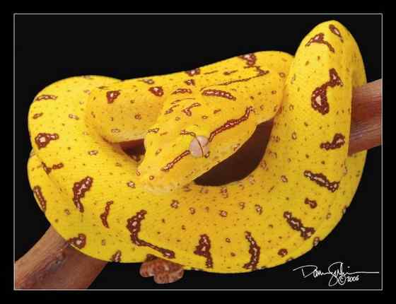 养蟒蛇当宠物  绿树蟒