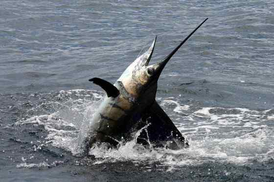 海明威《老人与海》中的旗鱼 Sailfish、Billfish
