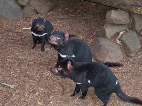 世界上最凶猛的哺乳动物  袋獾