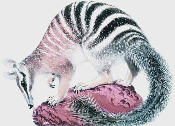 袋食蚁兽 Myrmecobius fasciatus 袋食蚁兽 Myrmecobius fasciatus