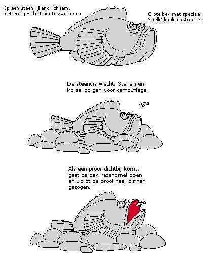 危险的鱼咬人 石鱼 危险的鱼咬人 石鱼