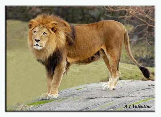 亚洲有狮子吗？  亚洲狮