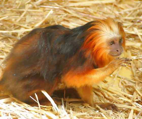 巴西的金毛狮子  金头狮面狨 Leontopithecus chrysomelas