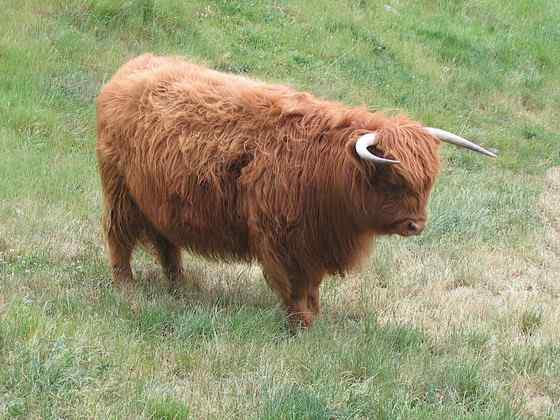 最古老的家牛品种——来自苏格兰的高地牛