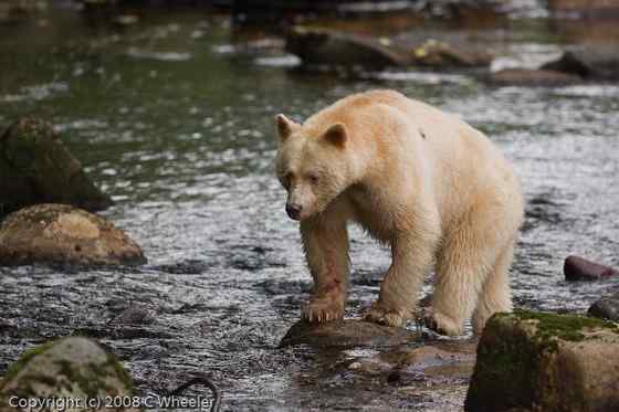 白灵熊 Kermode bear