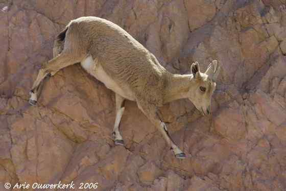 英俊的大角羊  云山羊