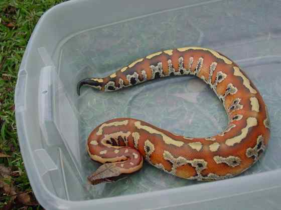 小型蛇  血蟒、侏蟒（Short python）