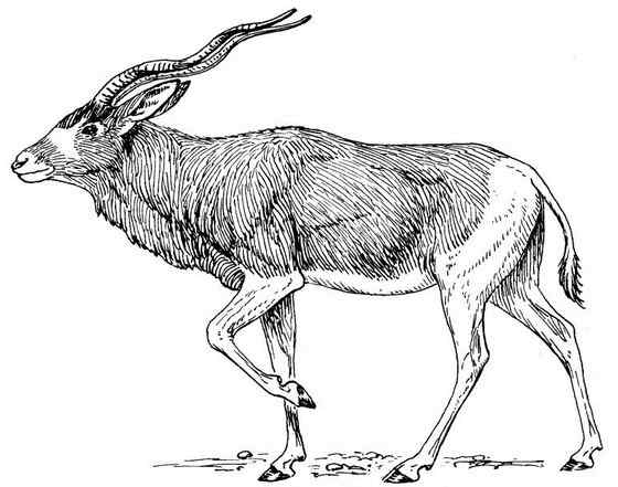 旋角羚 Addax nasomaculatus