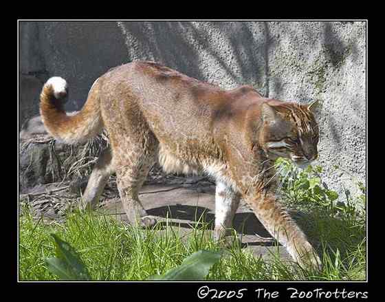 龙虎彪豹中的“彪”——亚洲金猫