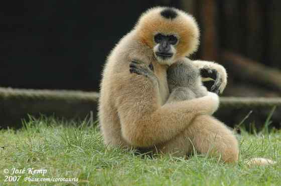 高度濒危的白颊长臂猿 Hylobates leucogenys