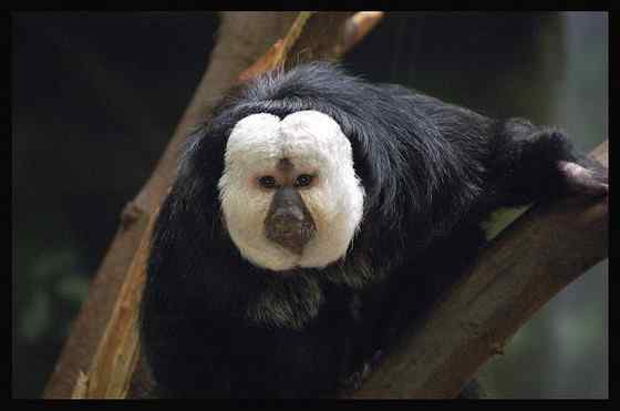 白脸僧面猴 White faced saki 白脸僧面猴 White faced saki