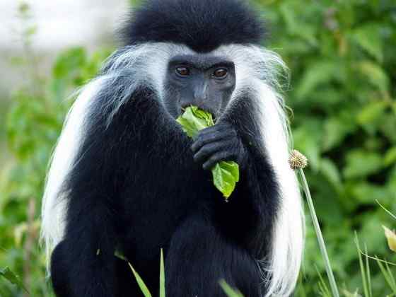 非洲特有的灵长目动物  黑白疣猴