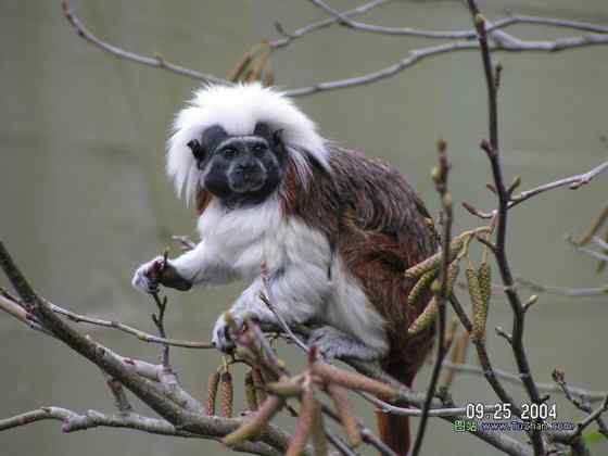 哥伦比亚热带雨林的棉顶狨 Saguinus Oedipus 哥伦比亚热带雨林的棉顶狨 Saguinus Oedipus