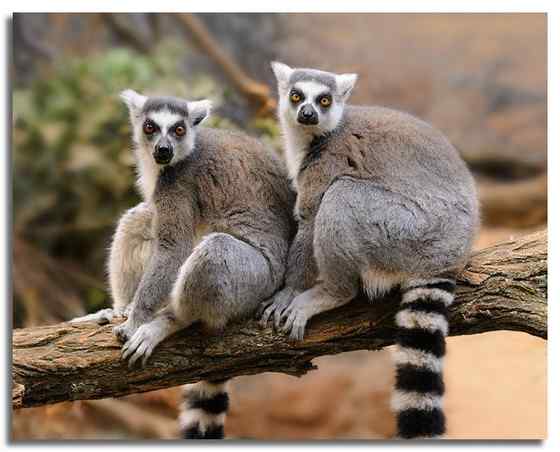 著名的马达加斯加狐猴  环尾狐猴