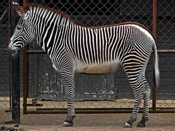 体型最大的斑马 细纹斑马 Equus grevyi