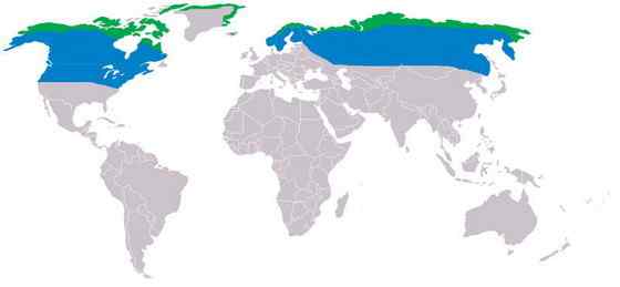 洁白的雪鸮 洁白的雪鸮