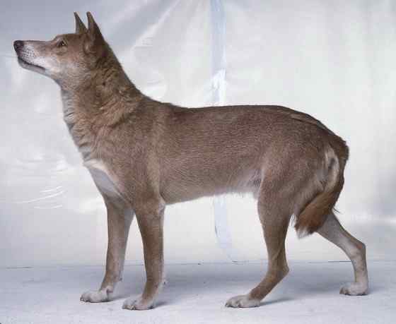 澳洲野狗 最著名的外来入侵物种 澳洲野狗 最著名的外来入侵物种