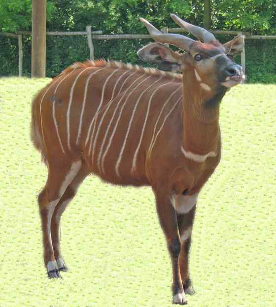 非洲最漂亮的羚羊之一  紫羚 bongo