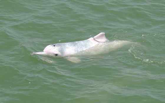 香港回归的吉祥物  中华白海豚