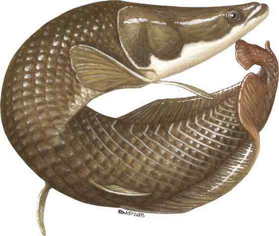 世界上最大的淡水鱼 亚马孙河里的巨骨舌鱼 世界上最大的淡水鱼 亚马孙河里的巨骨舌鱼