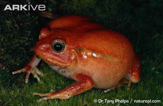 猩红的“西红柿”  马达加斯加 番茄蛙