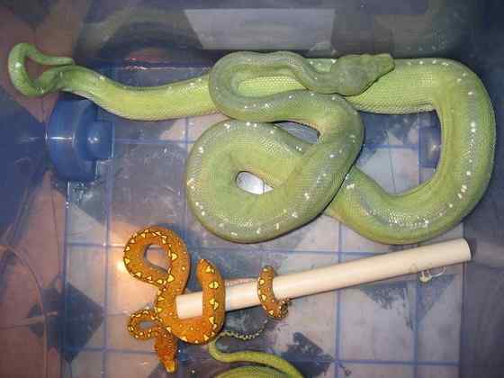 养蟒蛇当宠物  绿树蟒