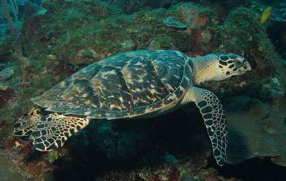 玳瑁是什么动物？一种海龟