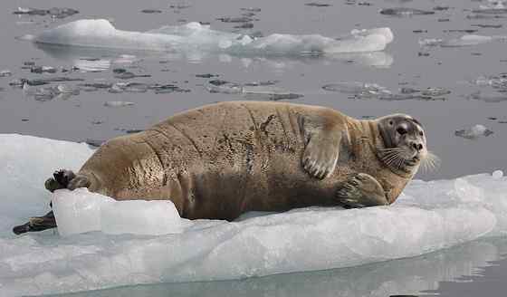 髯海豹 须海豹 Erignathus barbatus