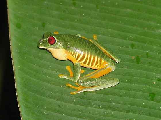 最漂亮的蛙类 红眼树蛙 最漂亮的蛙类 红眼树蛙