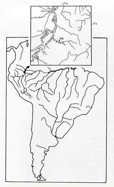 南美洲长须狨 Saguinus imperator