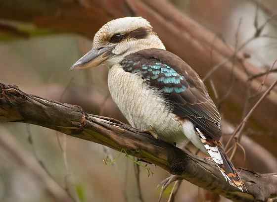 澳洲笑翠鸟 澳洲笑翠鸟