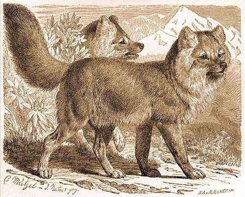 英国著名小说家吉卜林笔下的“红狗”  豺