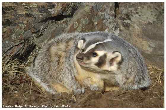 北美洲动物——美洲獾 Taxidea taxus