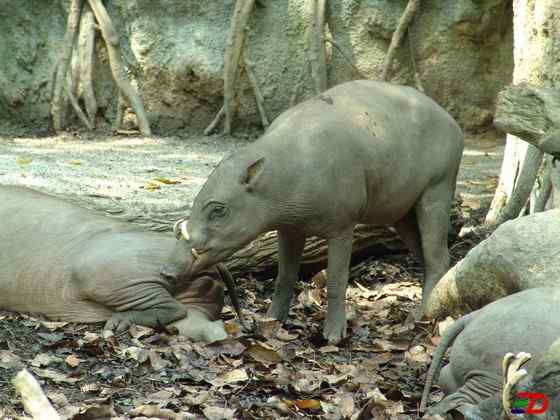 印度尼西亚的四牙猪  鹿豚