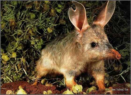 澳大利亚最奇特的有袋目动物之一 兔耳袋狸