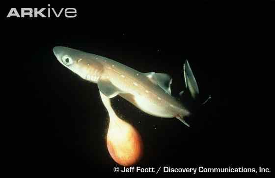 漂亮的鲨鱼  大青鲨、虎头鲨