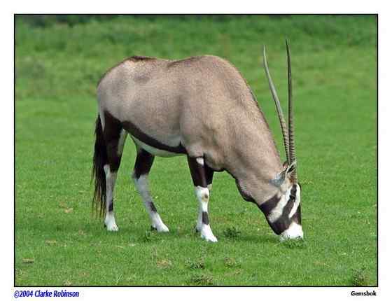 博茨瓦纳沙漠中的羚羊 南非长角羚 博茨瓦纳沙漠中的羚羊 南非长角羚