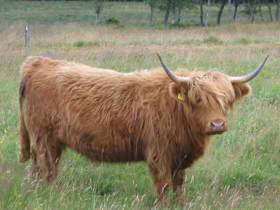 最古老的家牛品种——来自苏格兰的高地牛