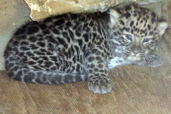 仅次于东北虎的大型猫科动物 远东豹