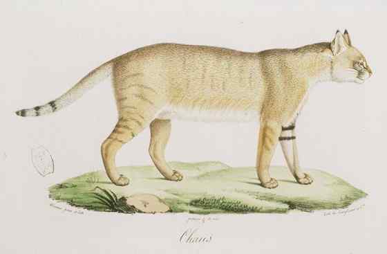 狸猫换太子中的狸猫