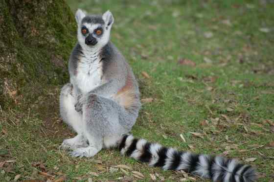 著名的马达加斯加狐猴  环尾狐猴