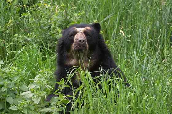 南美洲唯一的熊  眼镜熊(安第斯熊)