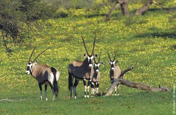 博茨瓦纳沙漠中的羚羊 南非长角羚 博茨瓦纳沙漠中的羚羊 南非长角羚