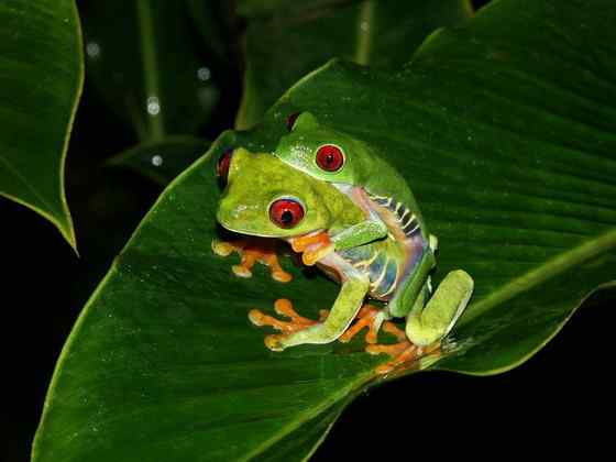最漂亮的蛙类 红眼树蛙 最漂亮的蛙类 红眼树蛙