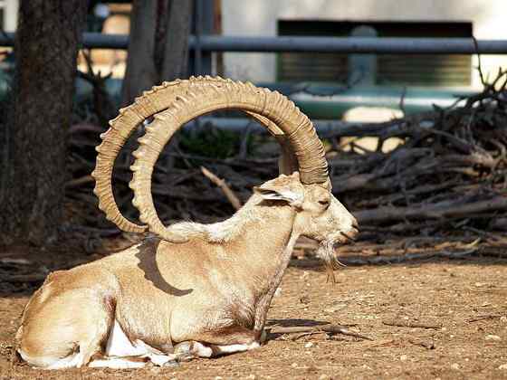 英俊的大角羊  云山羊