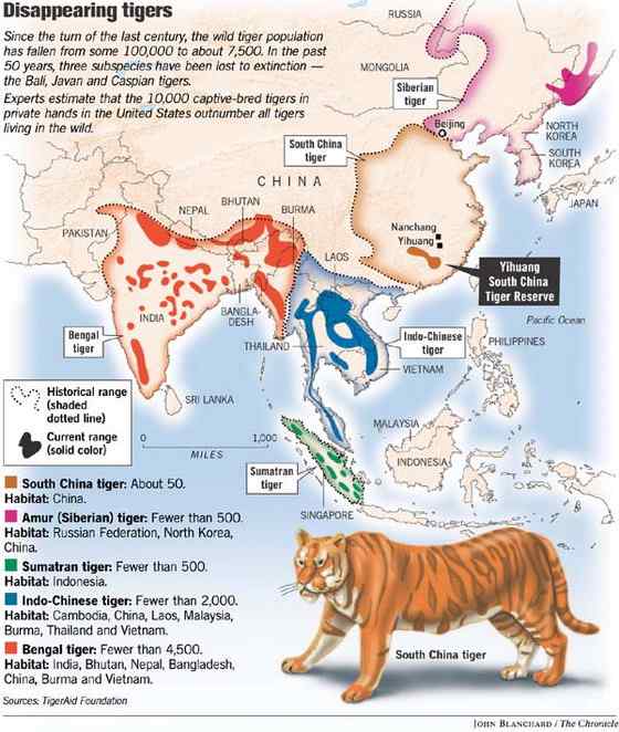 无情未必真豪杰， 怜子如何不丈夫？  苏门答腊虎