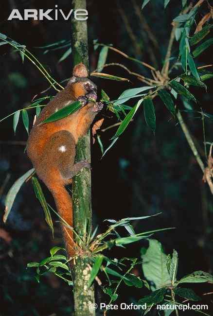 一生离不开竹子  马达加斯加 金竹驯狐猴