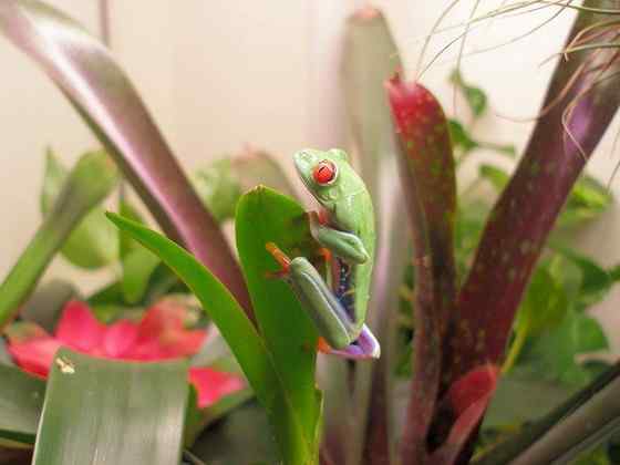 最漂亮的蛙类 红眼树蛙 最漂亮的蛙类 红眼树蛙