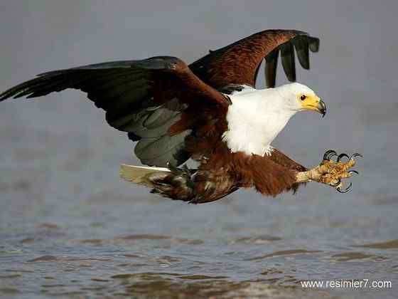 长得和白头海雕很像的吼海雕 Haliaeetus vocifer